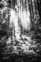 Ln208397009-Wald im magischen Licht-sw